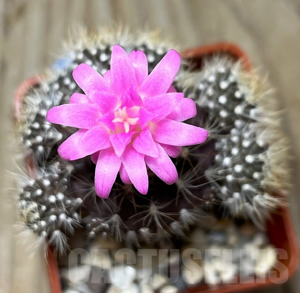 SHPR14965 Neoporteria pseudolaniceps – Image 2