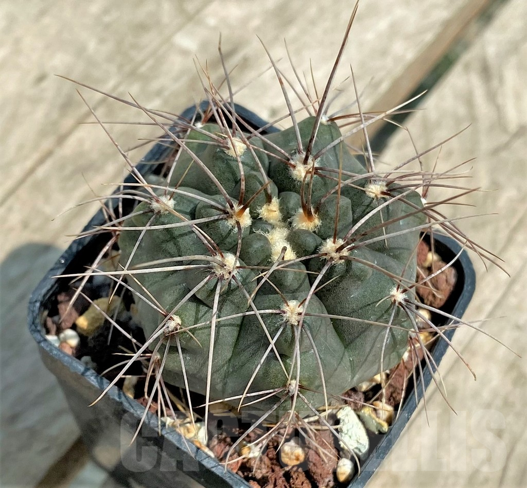 SHPR4530 Gymnocalycium sp. gaponii VG 309 -Cordoba, Argentina- - Imagen 2