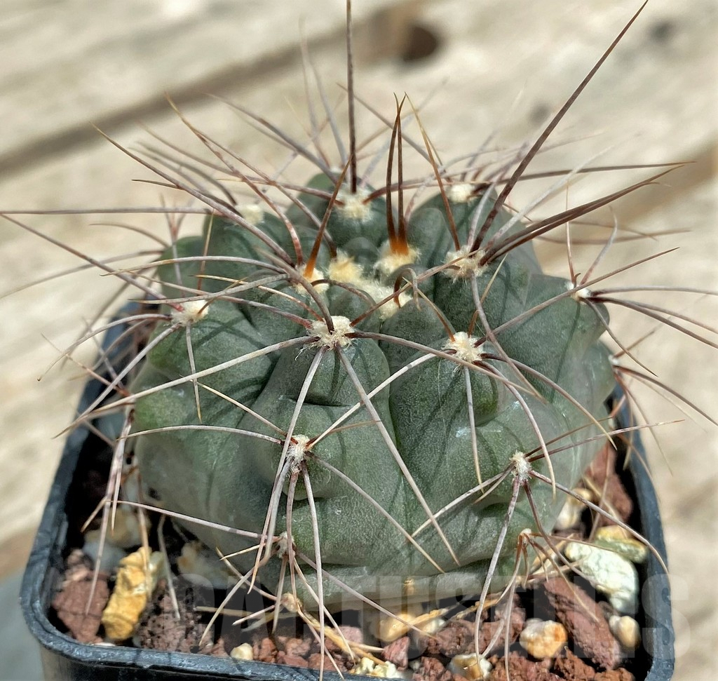 SHPR4530 Gymnocalycium sp. gaponii VG 309 -Cordoba, Argentina-
