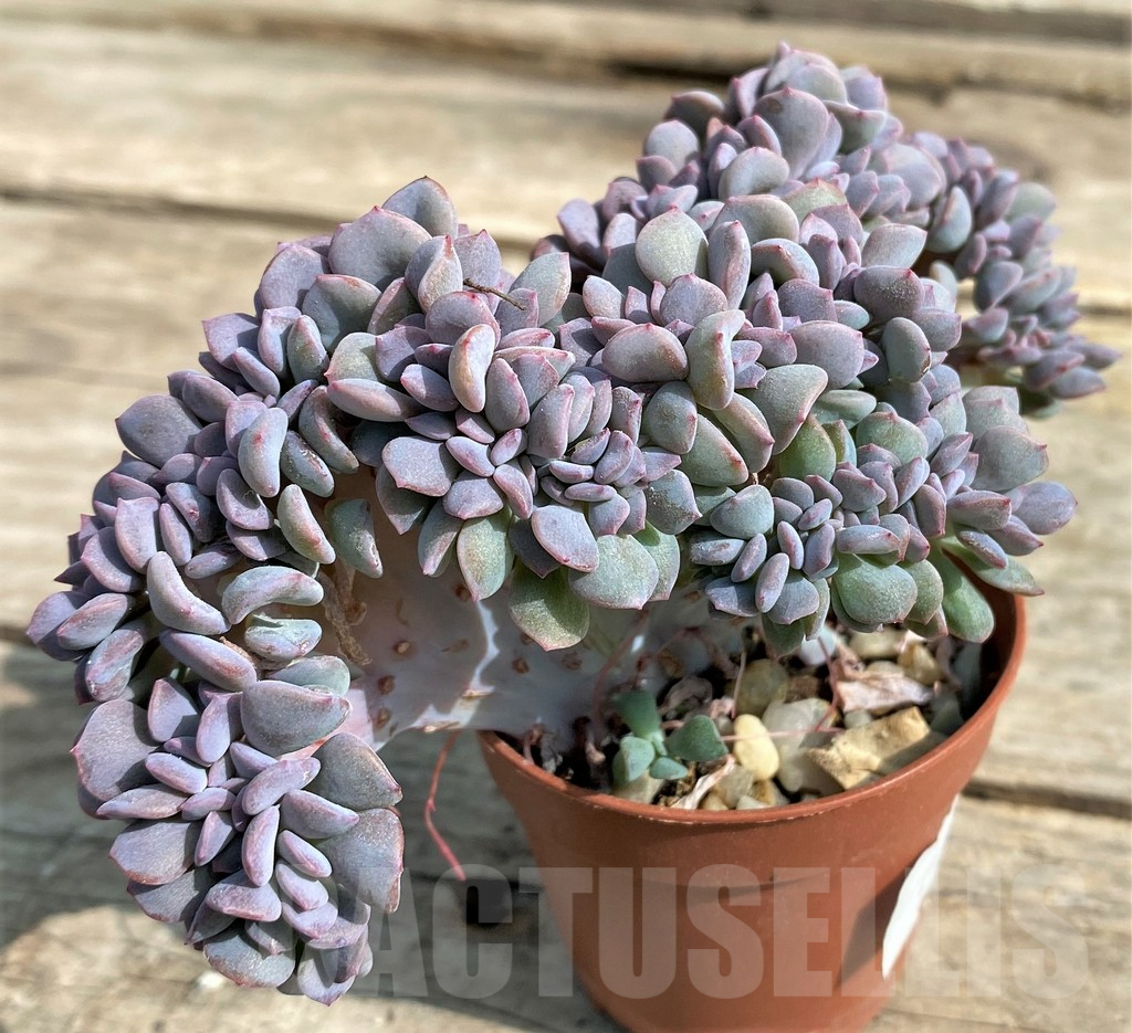 SHPR21233 Echeveria ‘Cubic Frost’ f. cristata - Obrázek 3