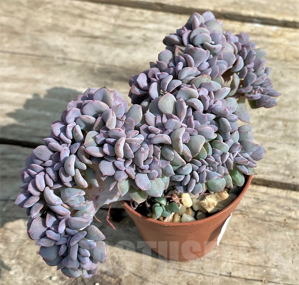 SHPR21233 Echeveria ‘Cubic Frost’ f. cristata - Obrázek 2