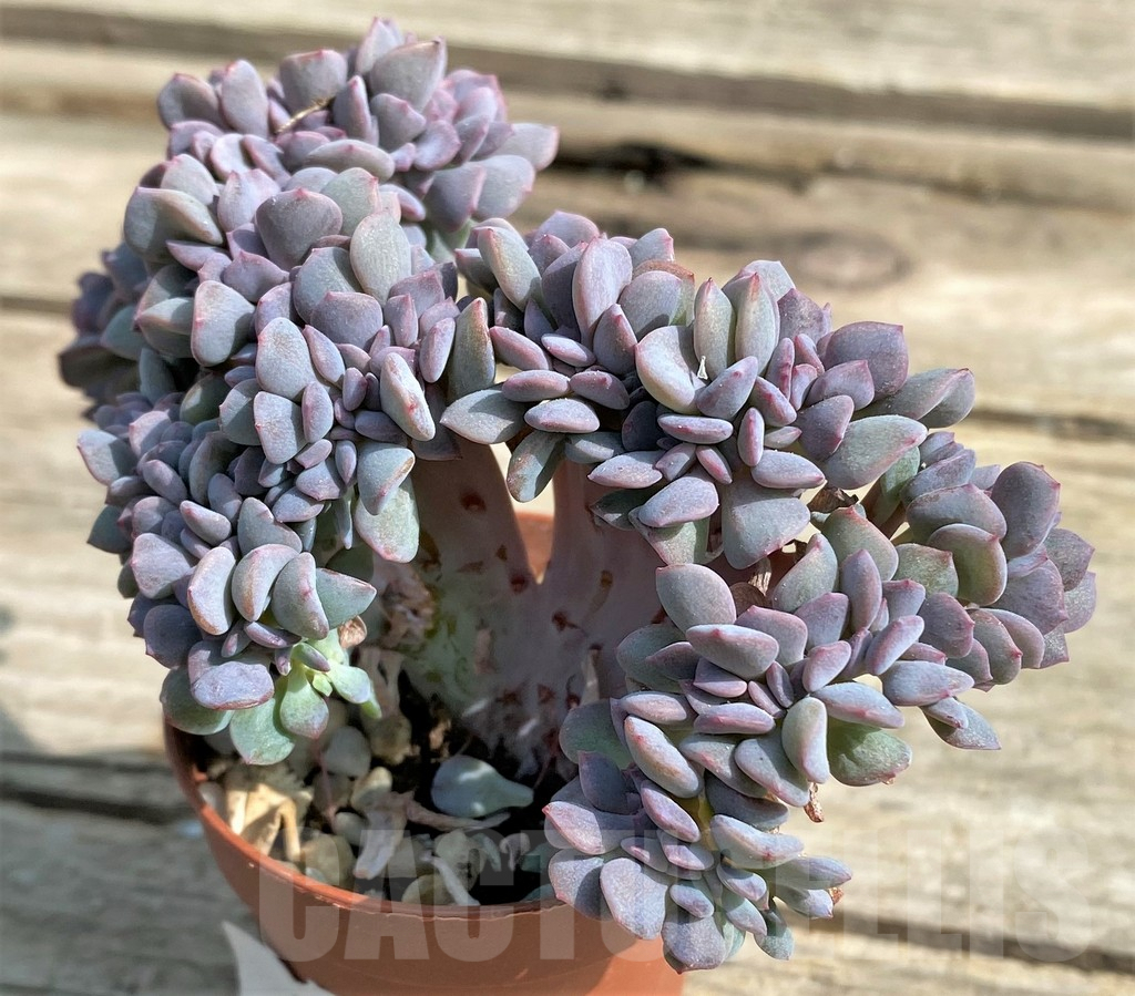 SHPR21233 Echeveria ‘Cubic Frost’ f. cristata