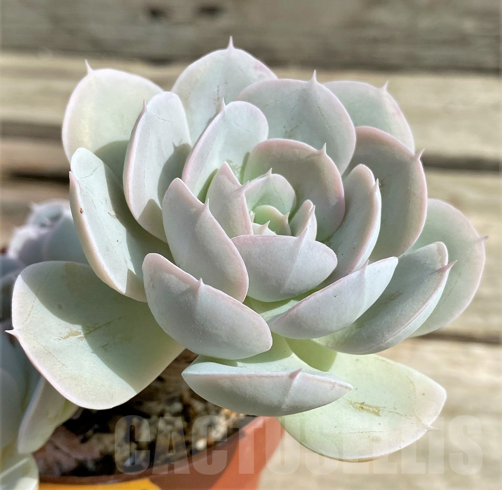 SHPR15352 Echeveria 'Grey Prince'