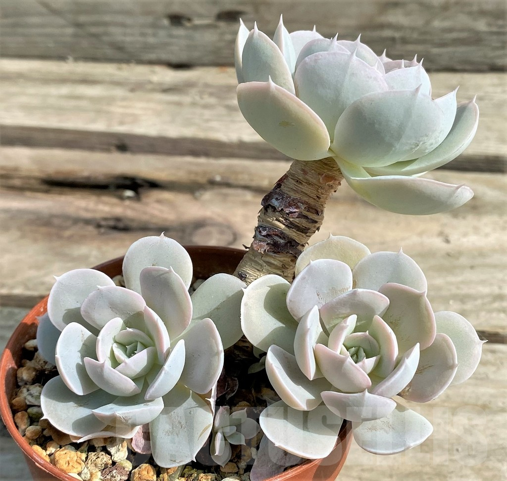 SHPR15352 Echeveria 'Grey Prince' - Image 2