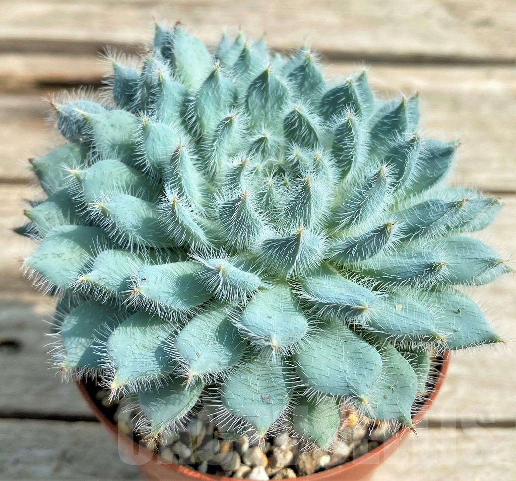 SHPR16216 Echeveria setosa x rundelli