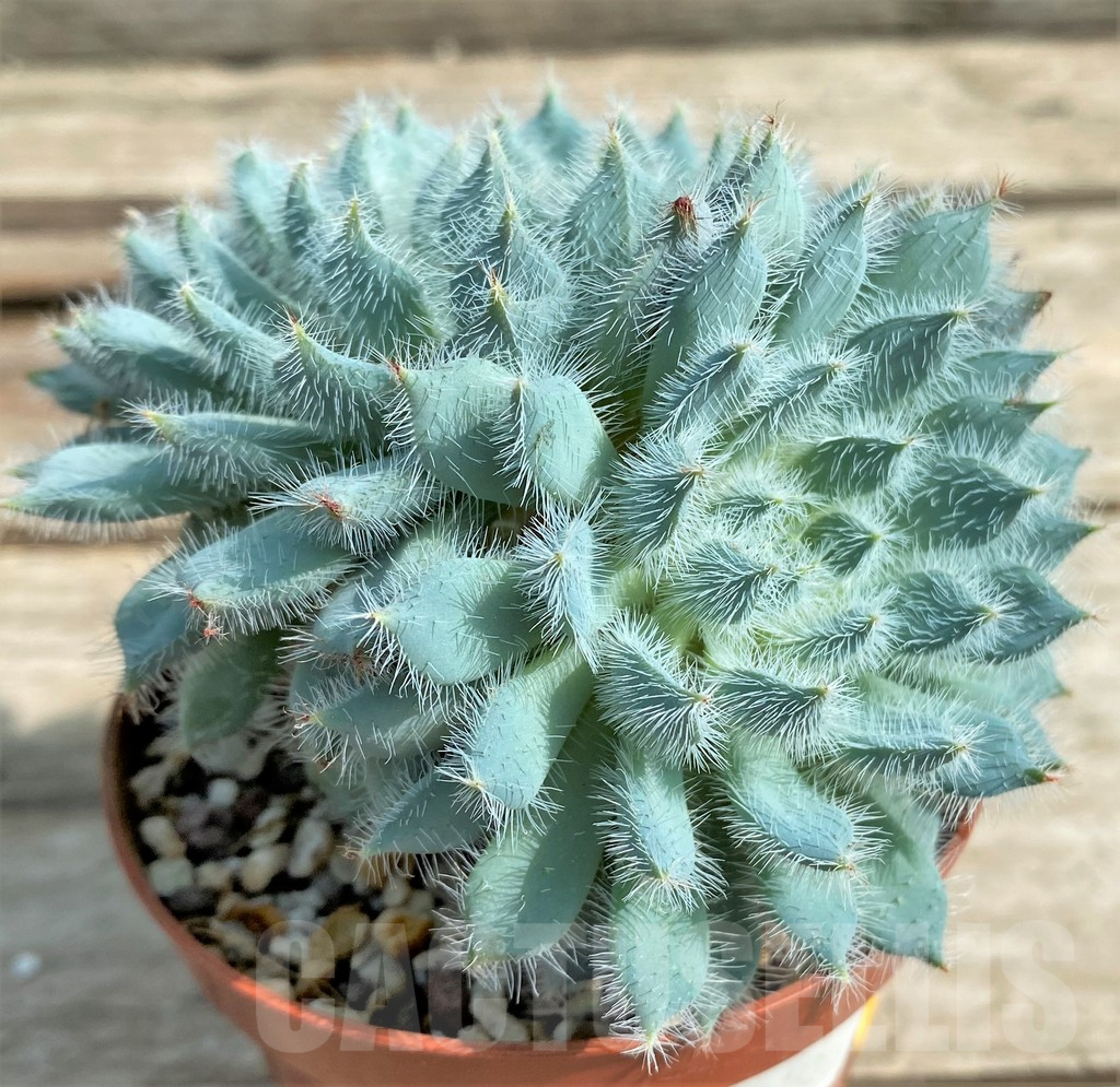 SHPR16216 Echeveria setosa x rundelli - Image 2