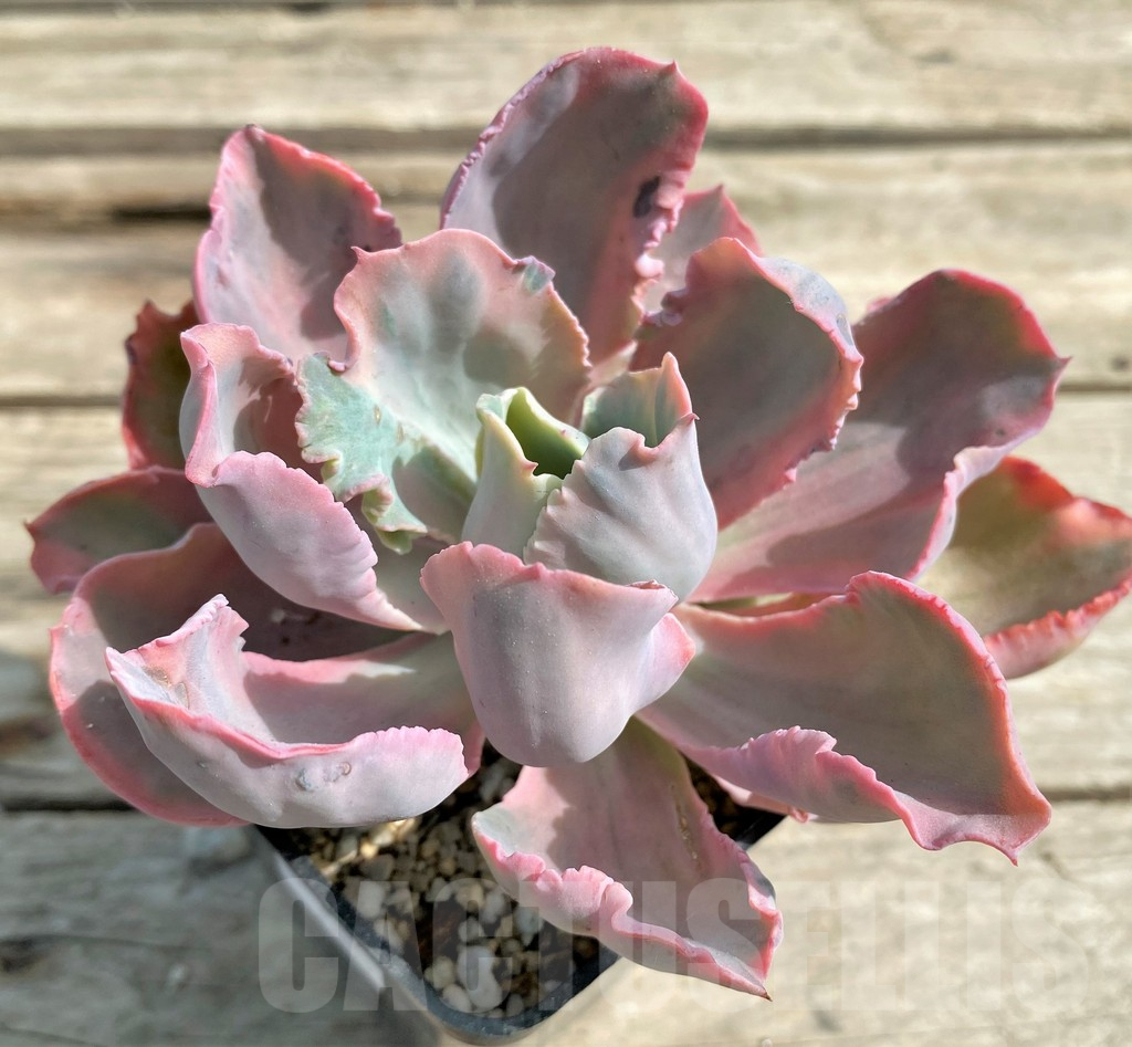 SHPR23459 Echeveria ‘Chantilly’ Marginata - Image 2