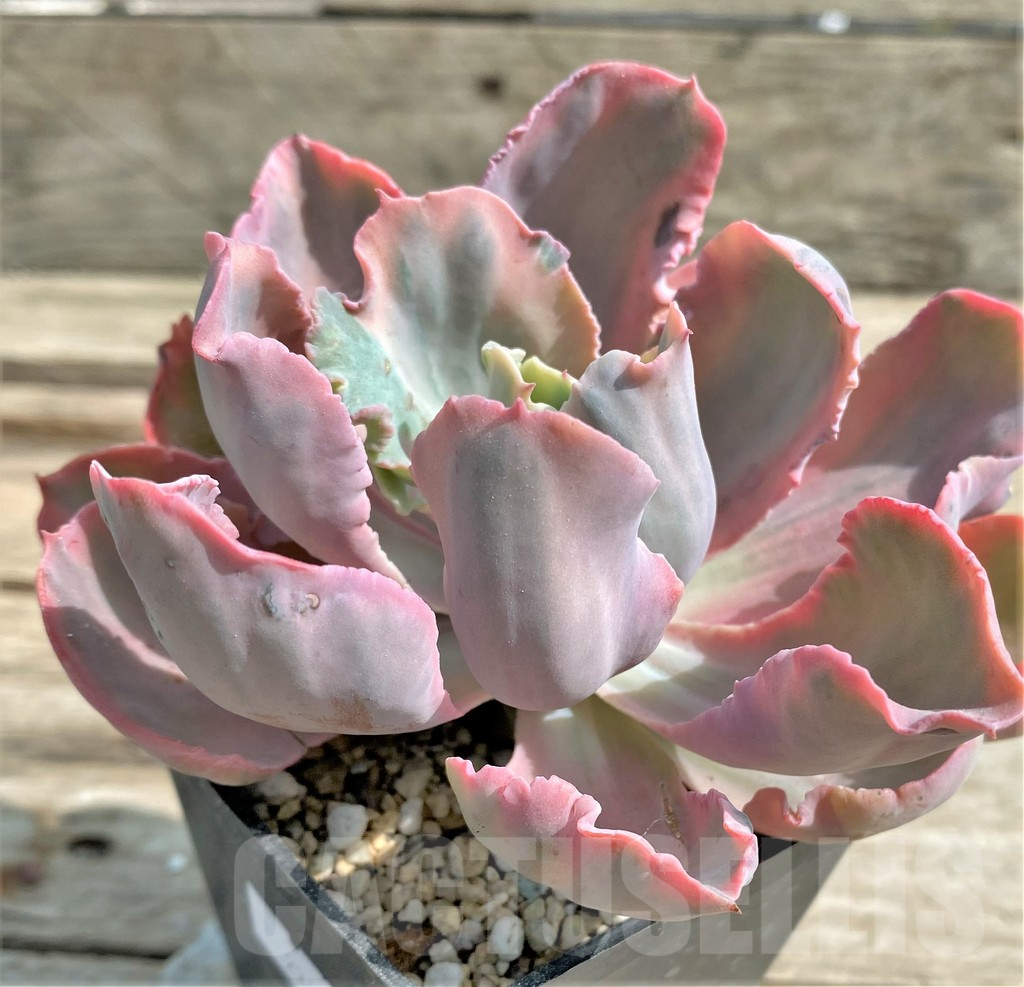 SHPR23459 Echeveria ‘Chantilly’ Marginata - Image 3
