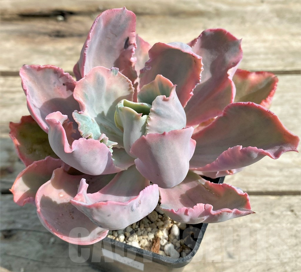 SHPR23459 Echeveria ‘Chantilly’ Marginata