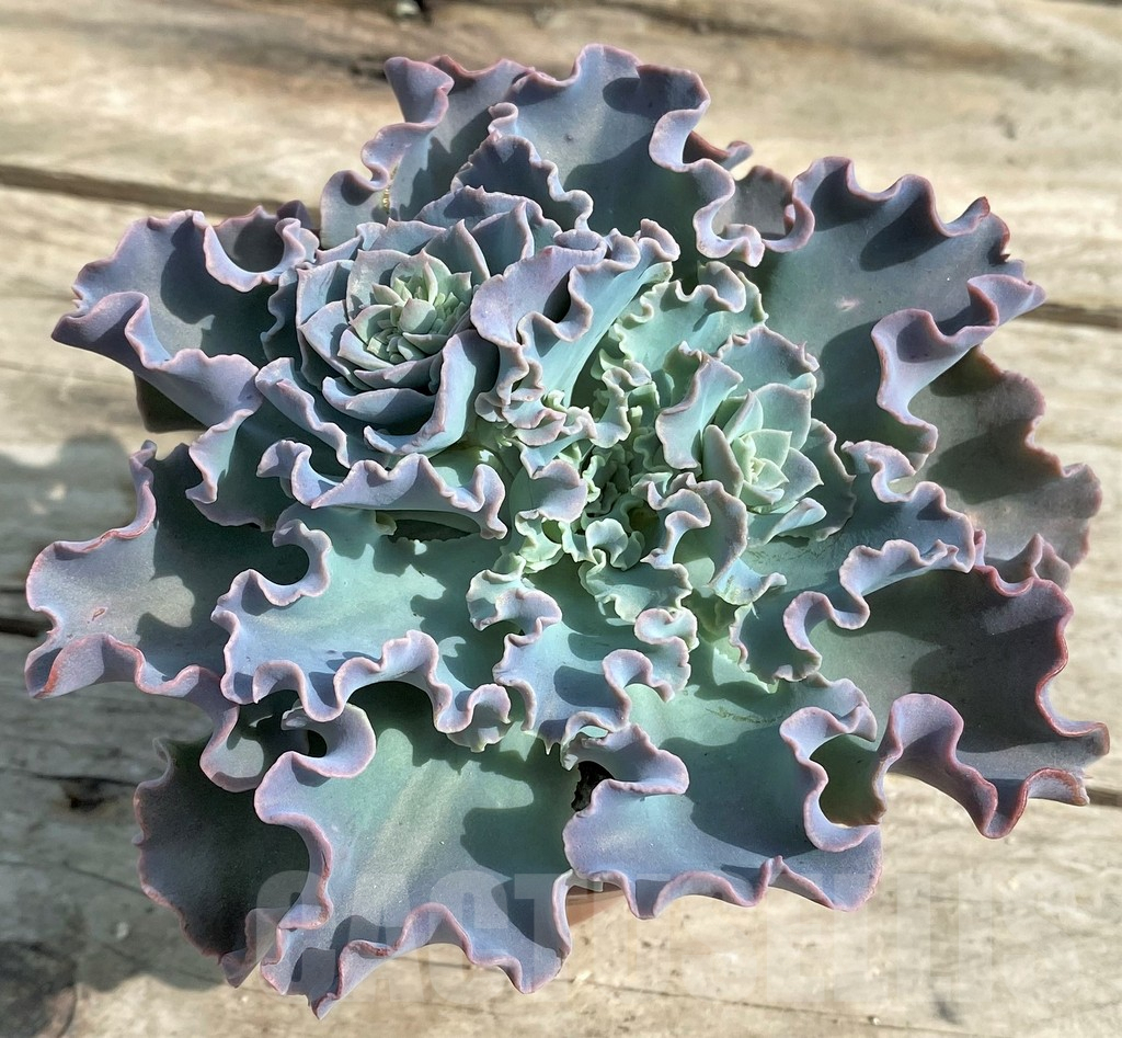 SHPR20480 Echeveria shaviana