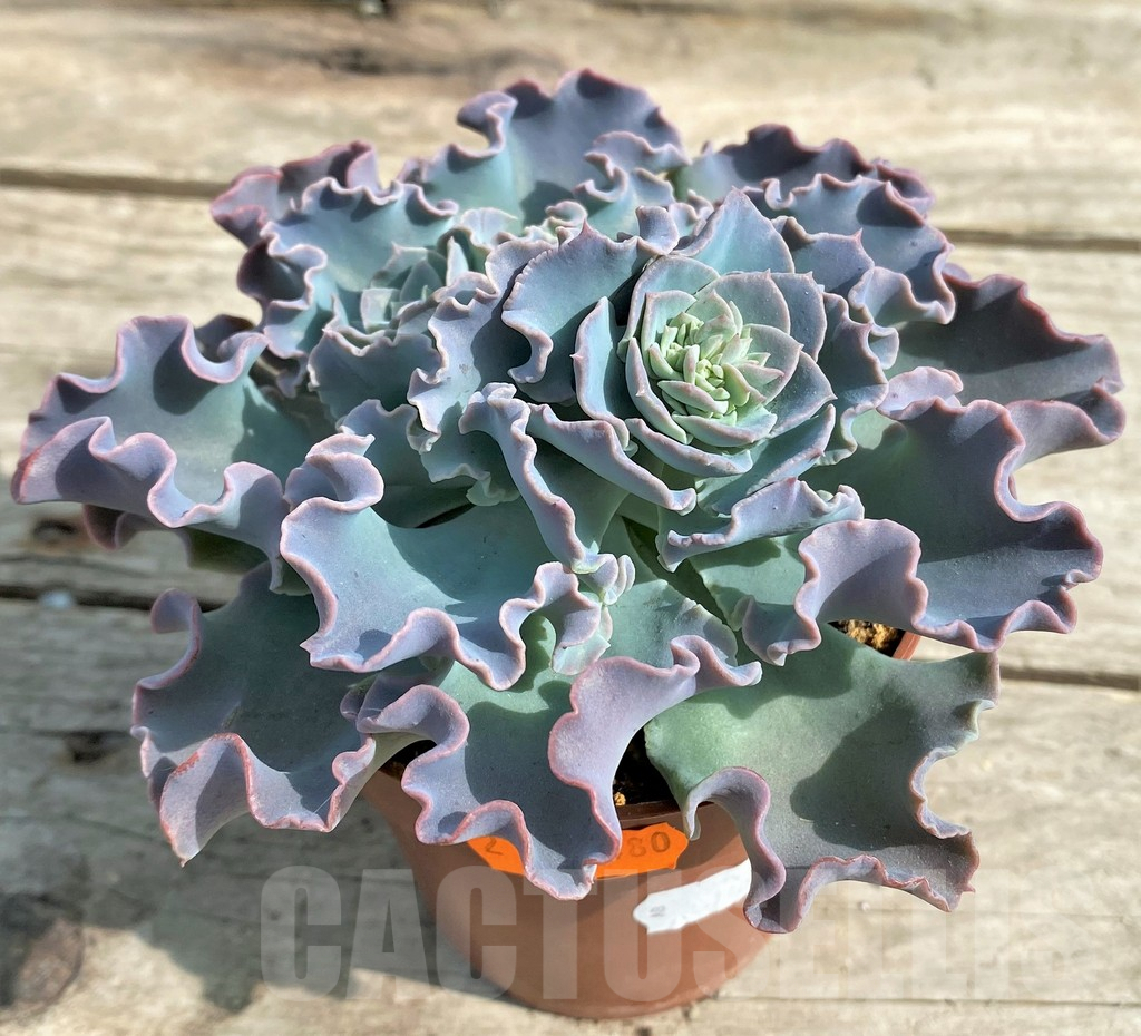 SHPR20480 Echeveria shaviana - Image 2