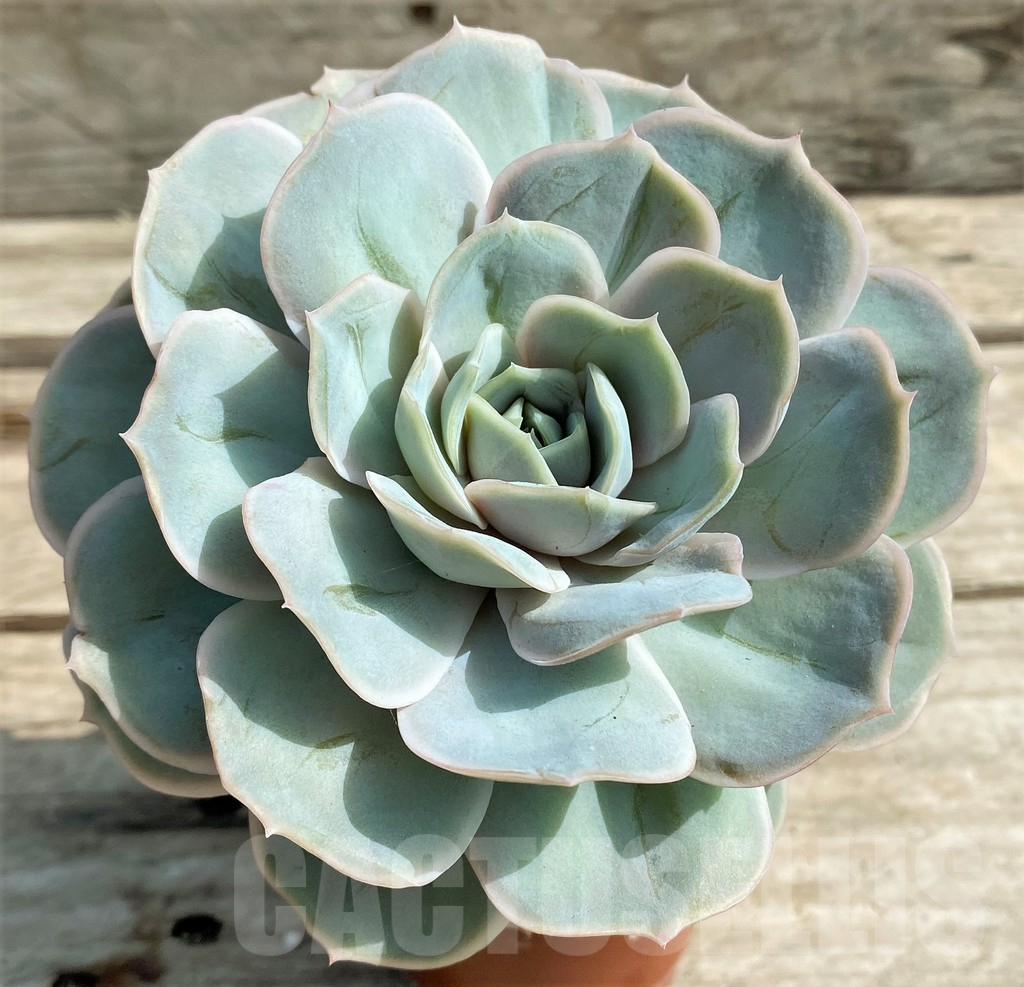 SHPR20031 Echeveria lilacina hybrid - Image 2