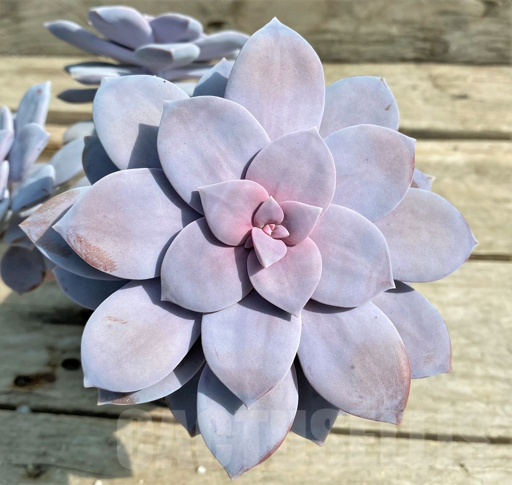 SHPR15351 Graptopetalum 'Superbum'