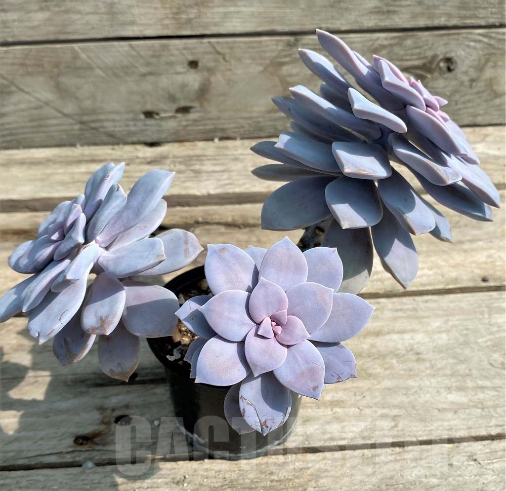 SHPR15351 Graptopetalum 'Superbum' - Image 2