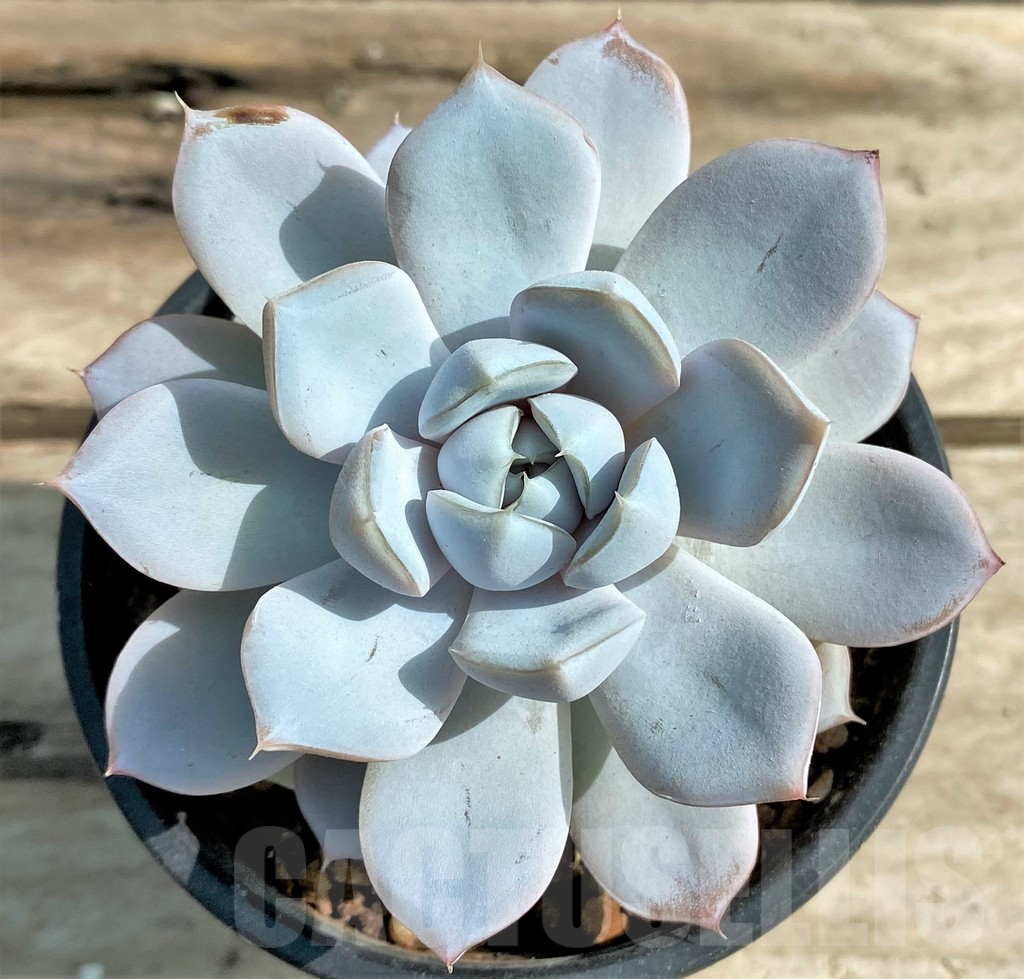SH4115 Echeveria Snow Bunny