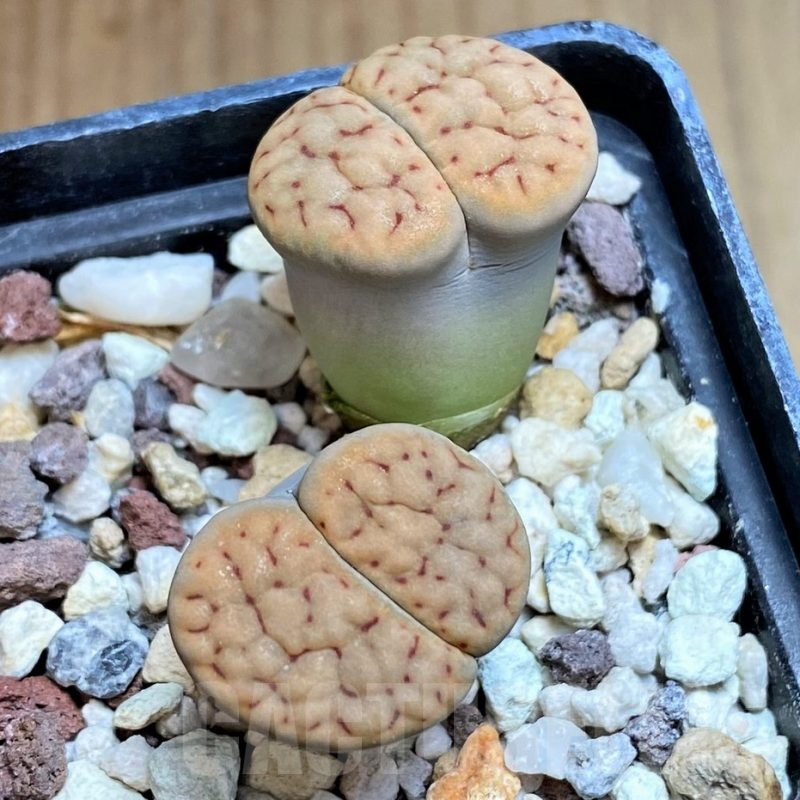 SH3195 Lithops schwantesii