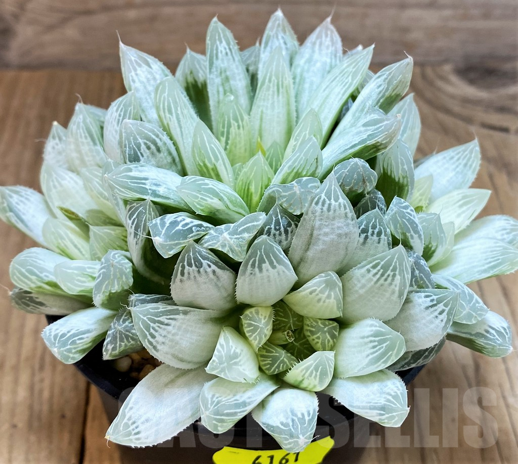 SH4161 Haworthia cooperi 'Silver Swirl'