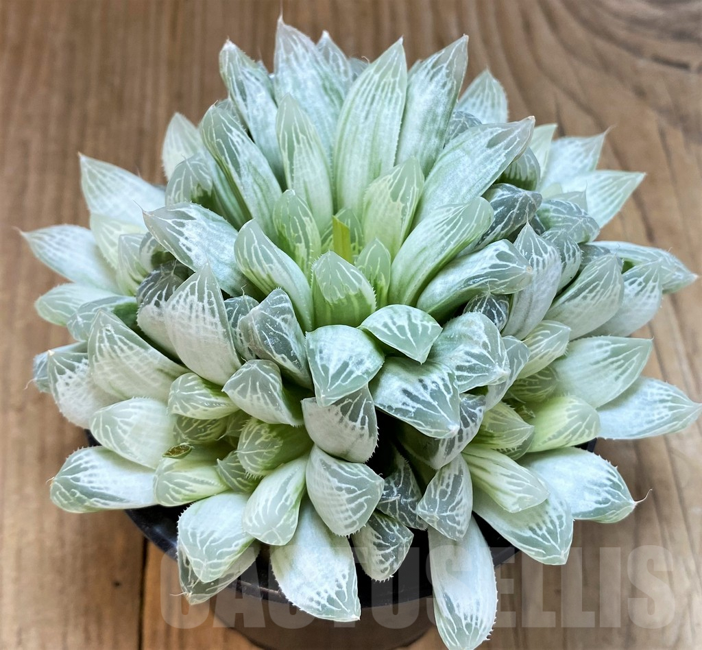 SH4161 Haworthia cooperi 'Silver Swirl' – Bild 2