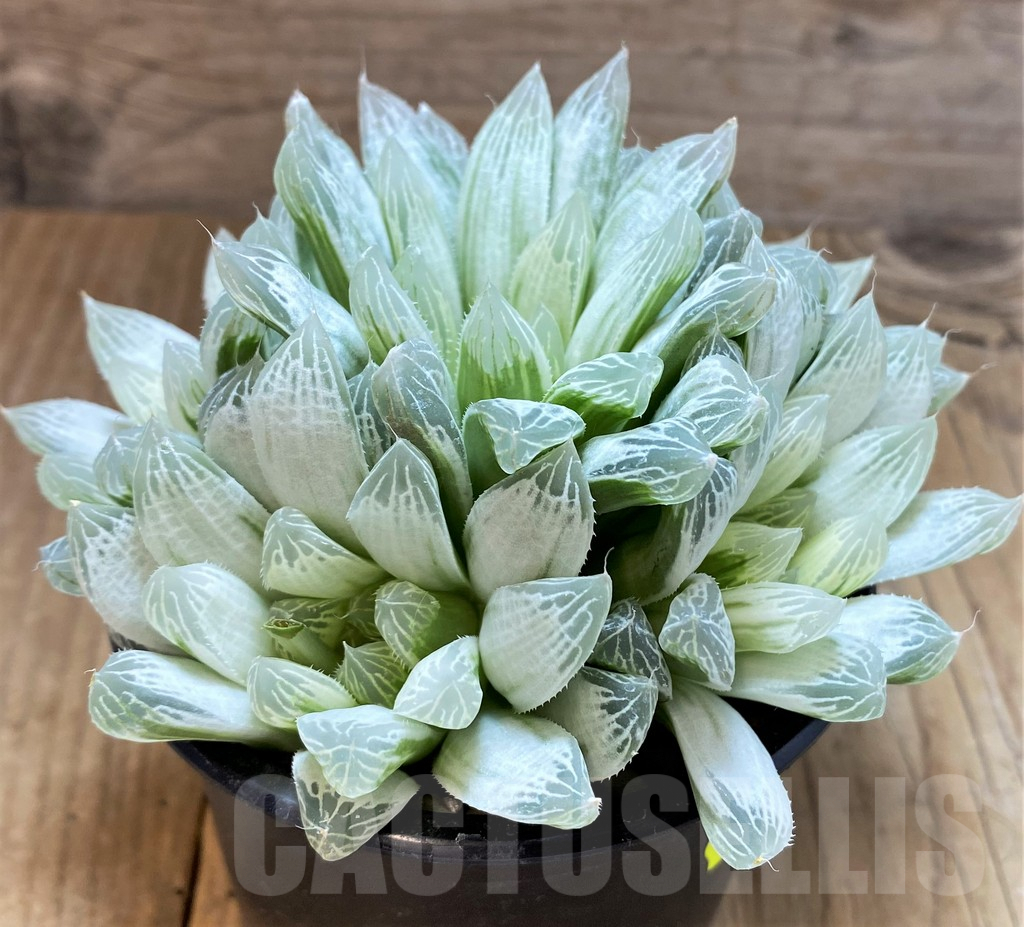 SH4161 Haworthia cooperi 'Silver Swirl' – Bild 3