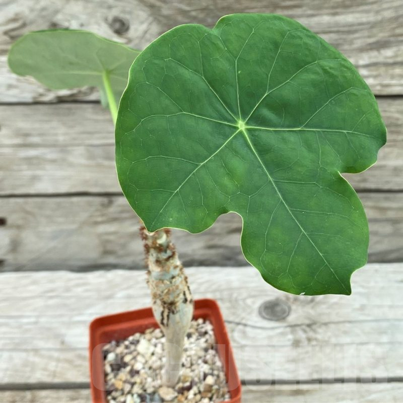 SH8445 Jatropha podagrica
