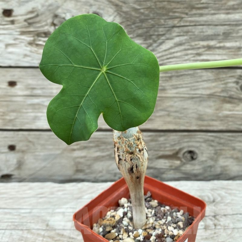 SH8446 Jatropha podagrica