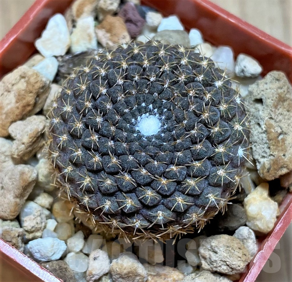 SHPR14955 Thelocephala llanensis