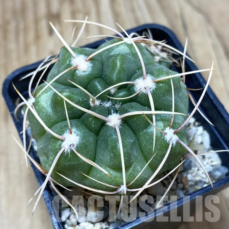 SH439 Gymnocalycium monvillei