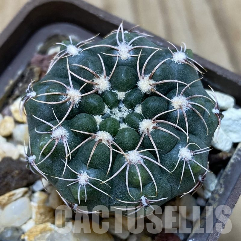 SH418 Gymnocalycium sutterianum P 191