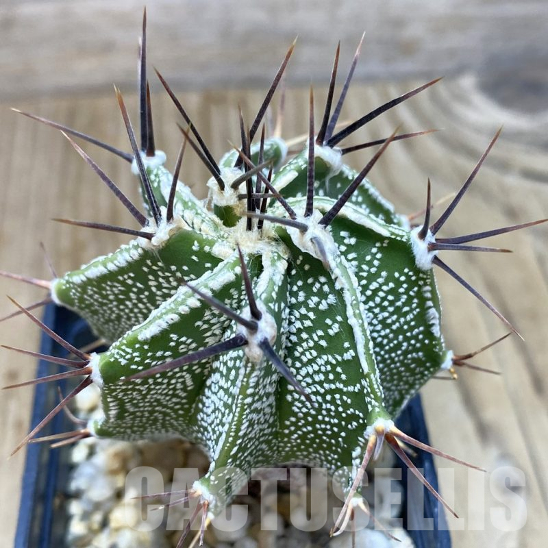 SH420 Astrophytum ornatum hybrid