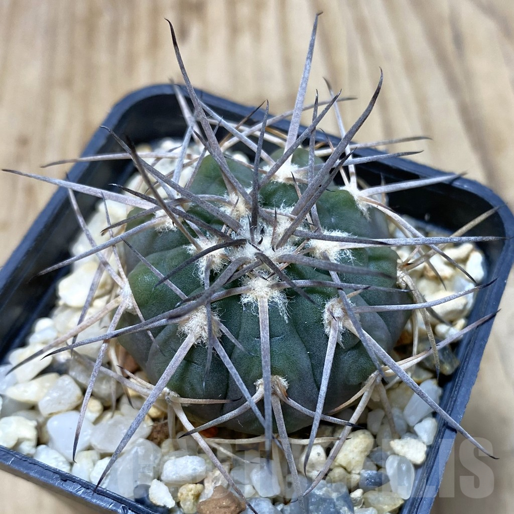 SH427 Gymnocalycium spegazzinii