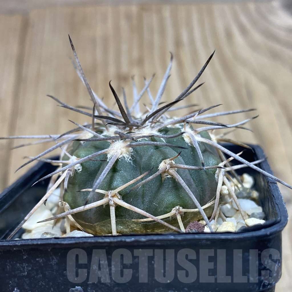 SH427 Gymnocalycium spegazzinii - Image 2