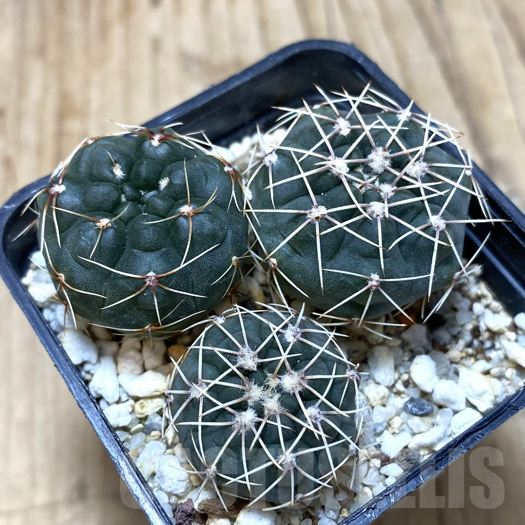 SH435 Gymnocalycium baldianum, 3 plants, seedling - Imagen 2