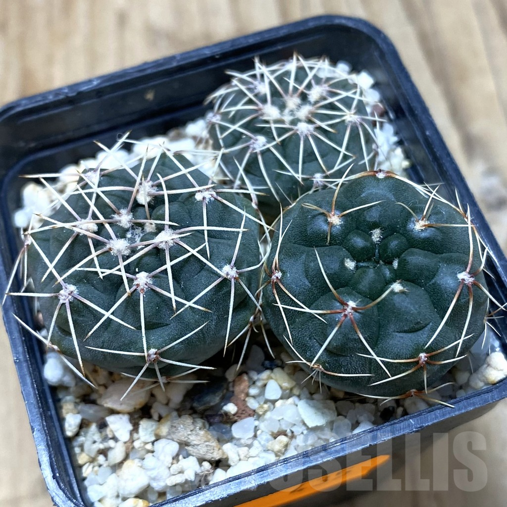 SH435 Gymnocalycium baldianum, 3 plants, seedling