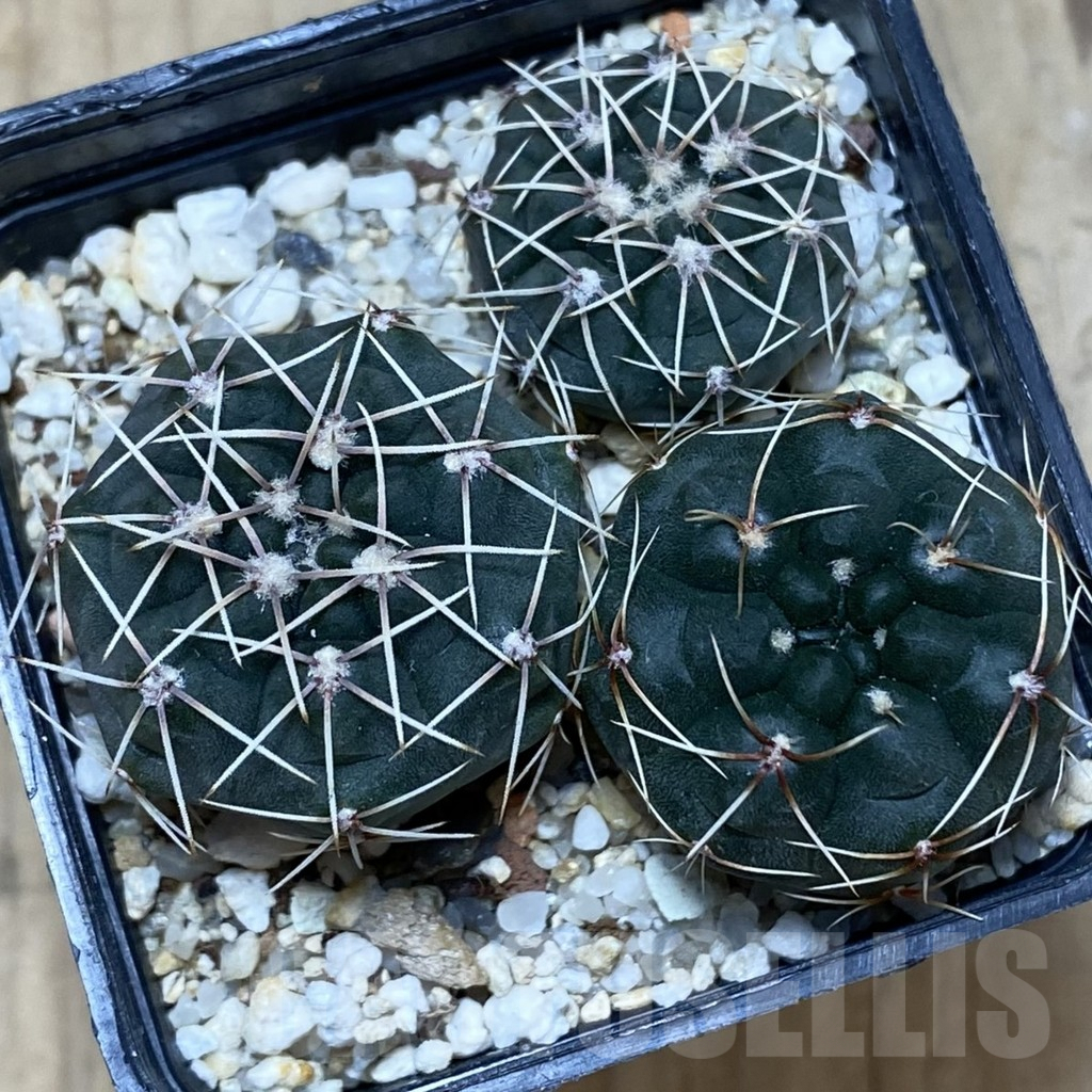 SH435 Gymnocalycium baldianum, 3 plants, seedling - Imagen 3