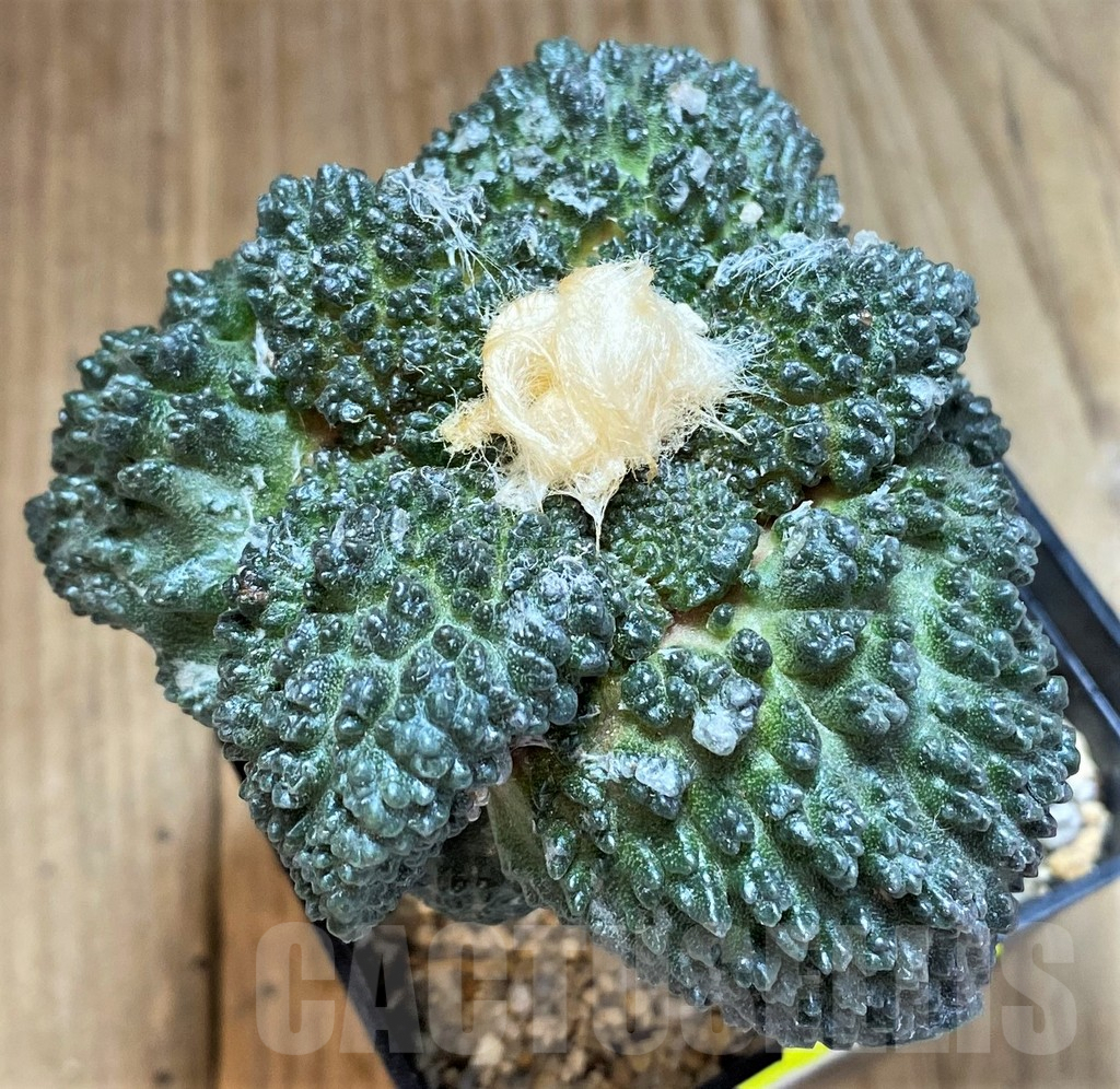 SH819 Ariocarpus fissuratus 'Godzilla' Big Tay, grafted - 画像 (4)