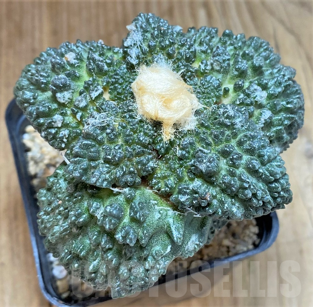 SH819 Ariocarpus fissuratus 'Godzilla' Big Tay, grafted - 画像 (3)