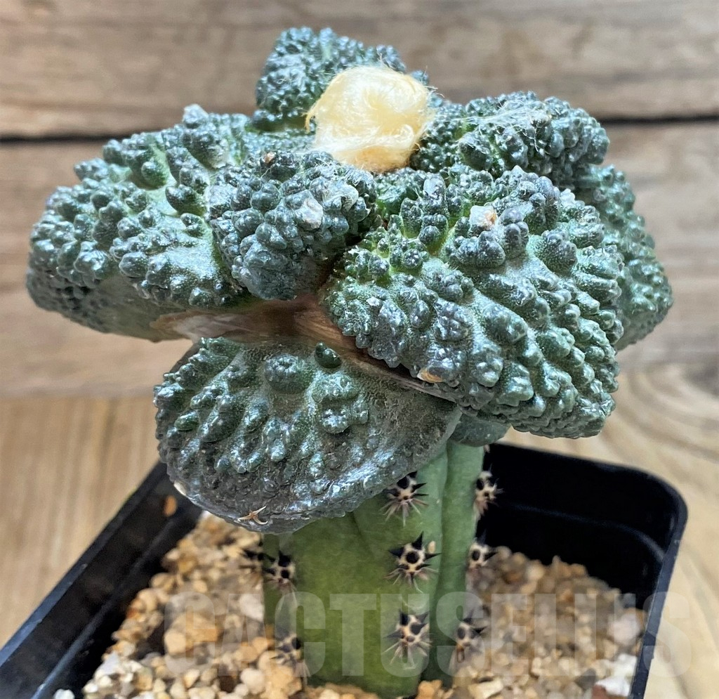 SH819 Ariocarpus fissuratus 'Godzilla' Big Tay, grafted - 画像 (2)