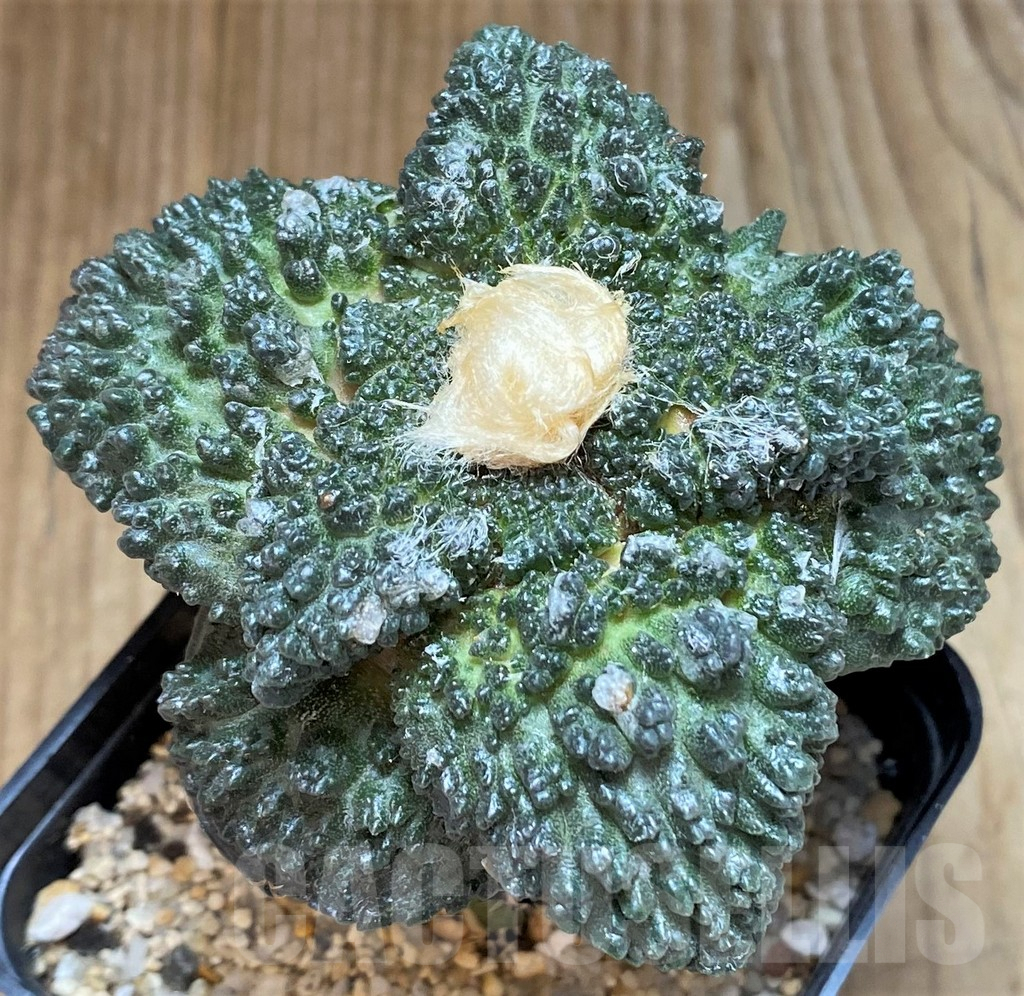 SH819 Ariocarpus fissuratus 'Godzilla' Big Tay, grafted