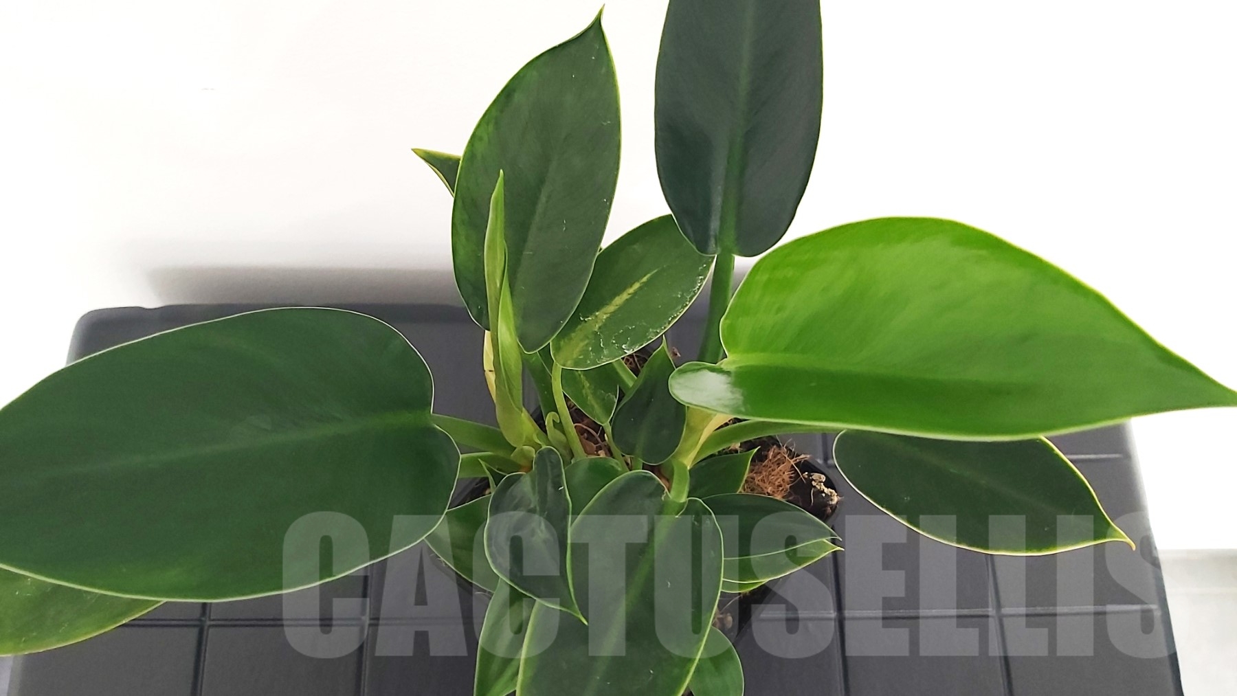 LAB006 Philodendron 'Golden Princess'