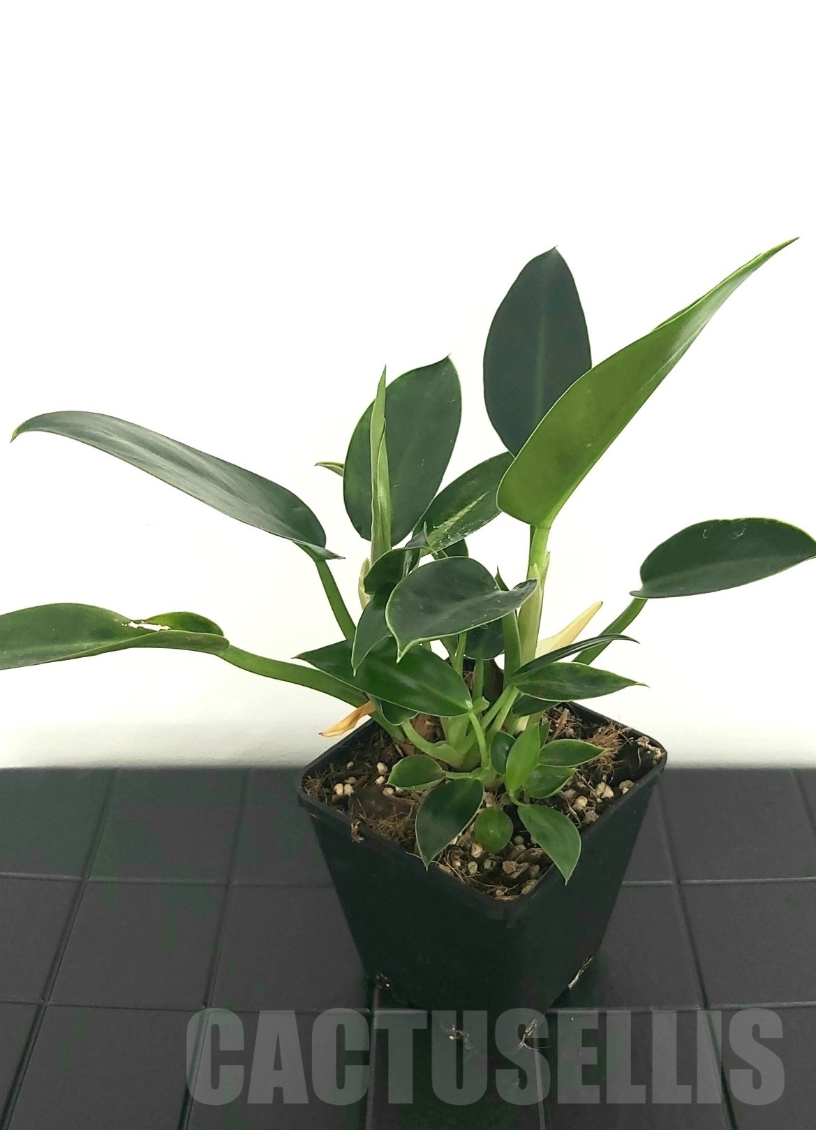 LAB006 Philodendron 'Golden Princess' - Image 2