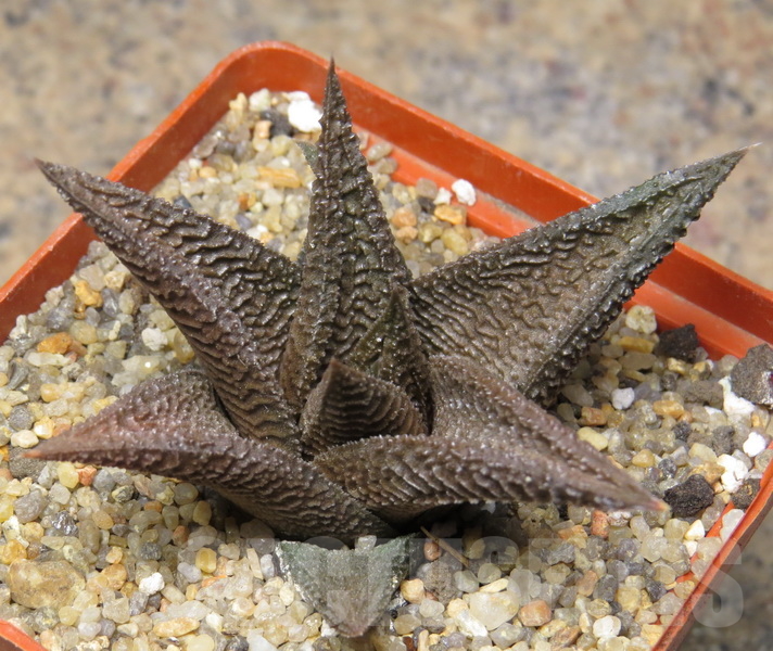 VVG18057 Haworthia koelmaniorum x limifolia