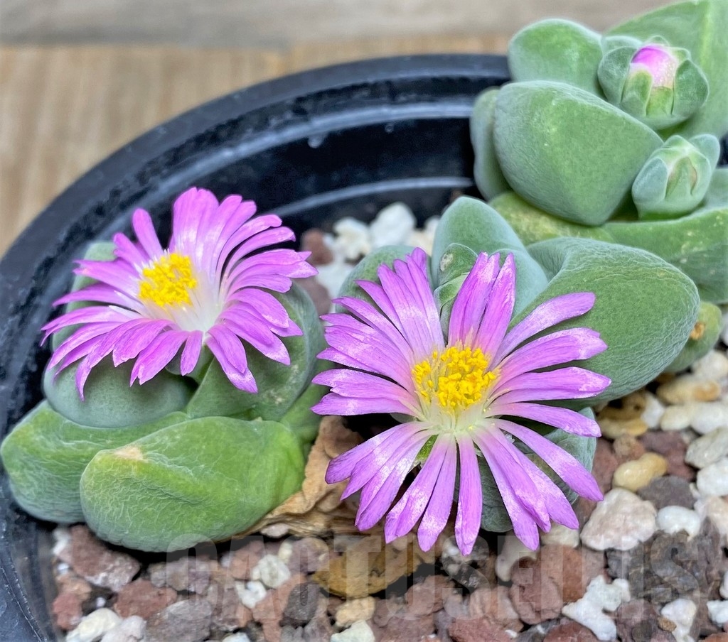 SHPR 2471 Gibbaeum dispar