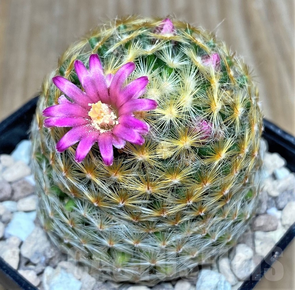 SHPR16722 Mammillaria schiedeana, Pink flower