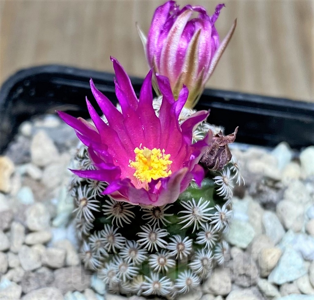 SHPR17160 Mammillaria hernandezii