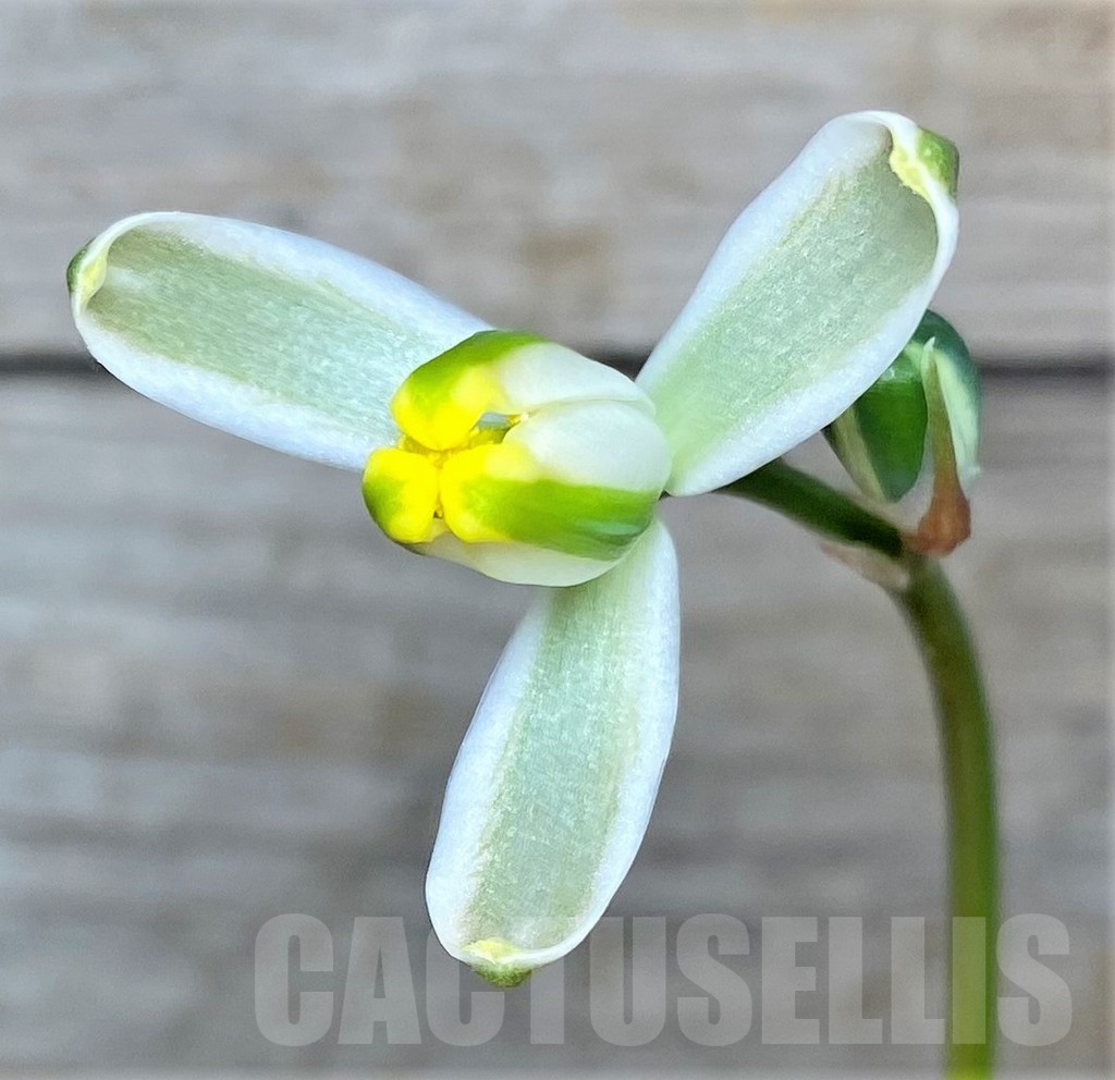 SHPR13053 Albuca aff polyphylla UL 499
