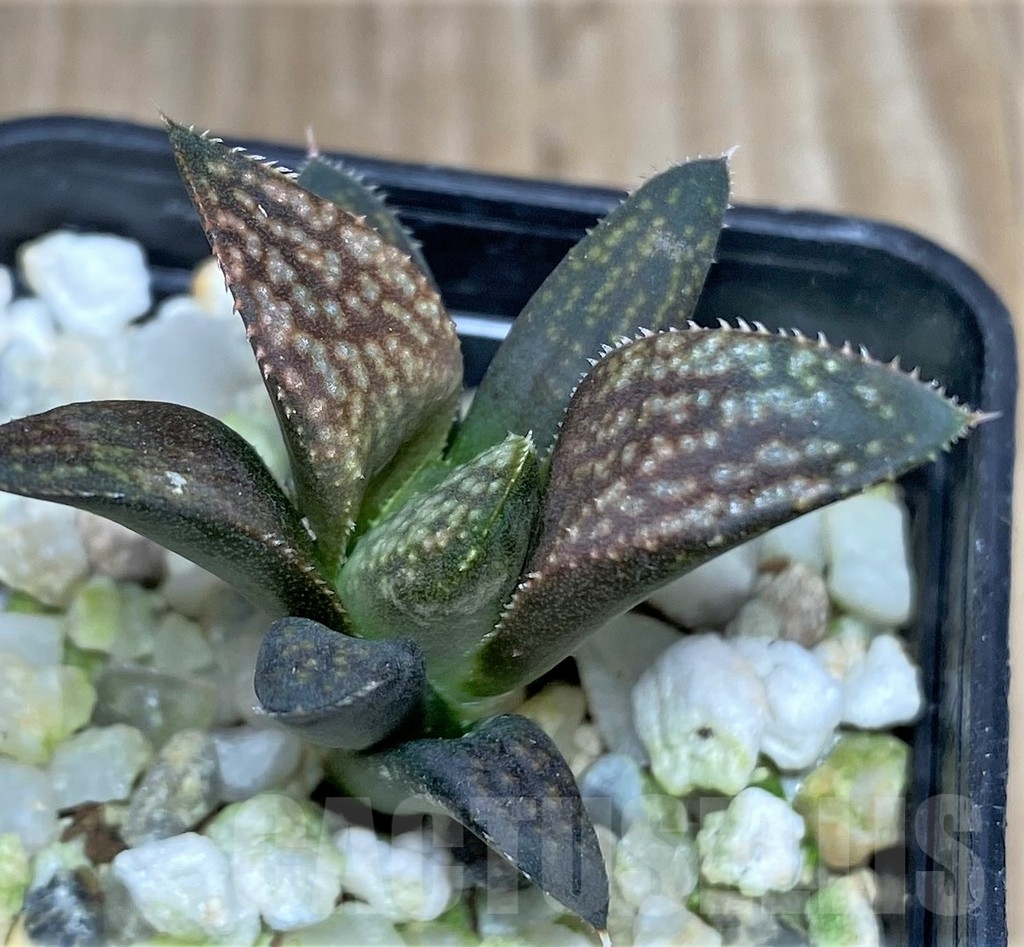 SHPR19095 Haworthia hybrid PP 140, ex Artisan