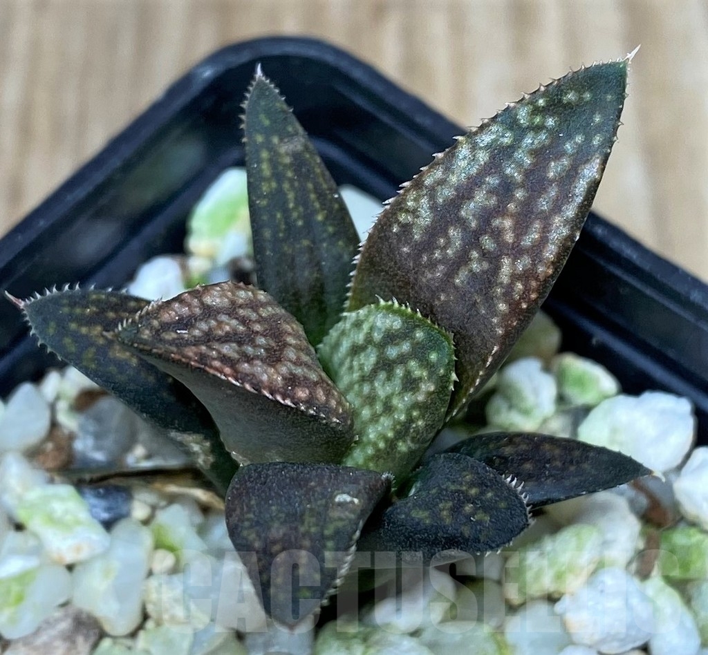SHPR19095 Haworthia hybrid PP 140, ex Artisan - 画像 (2)