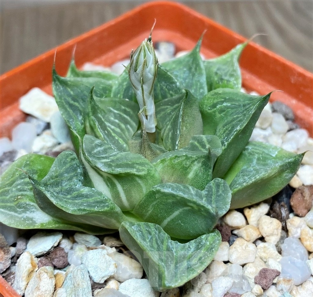 SHPR19096 Haworthia magnifica f. variegata