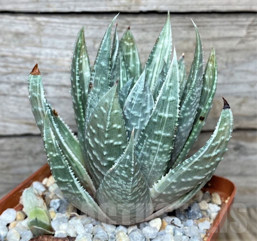 SHPR19097 Gasteraloe beguinii 'Silver variegata'
