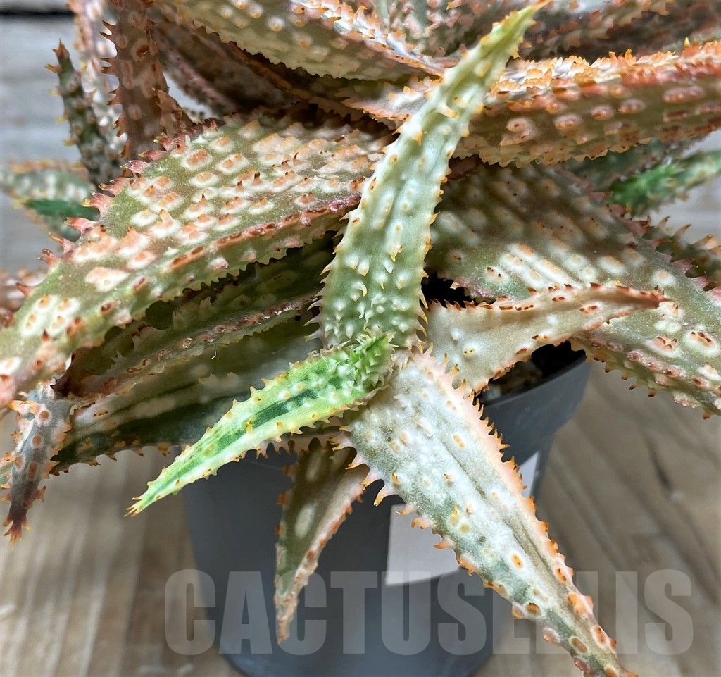 SHPR19098 Aloe hybrid f. variegata - Image 3